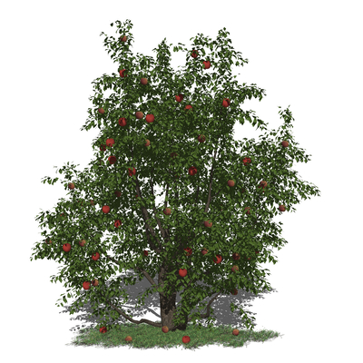  现代苹果树su模型 