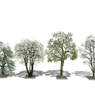  现代大树景观树su模型 