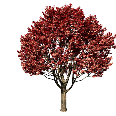  现代枫树su模型 