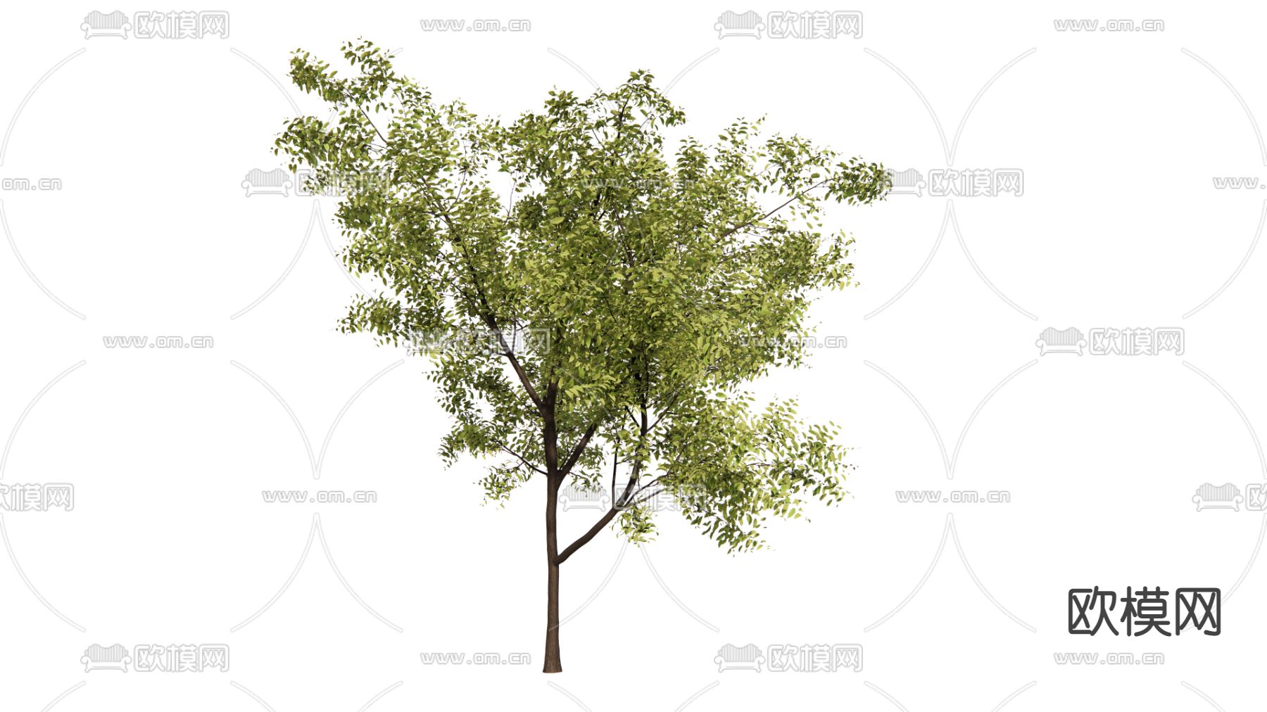 现代景观树su模型下载（渲染图1）