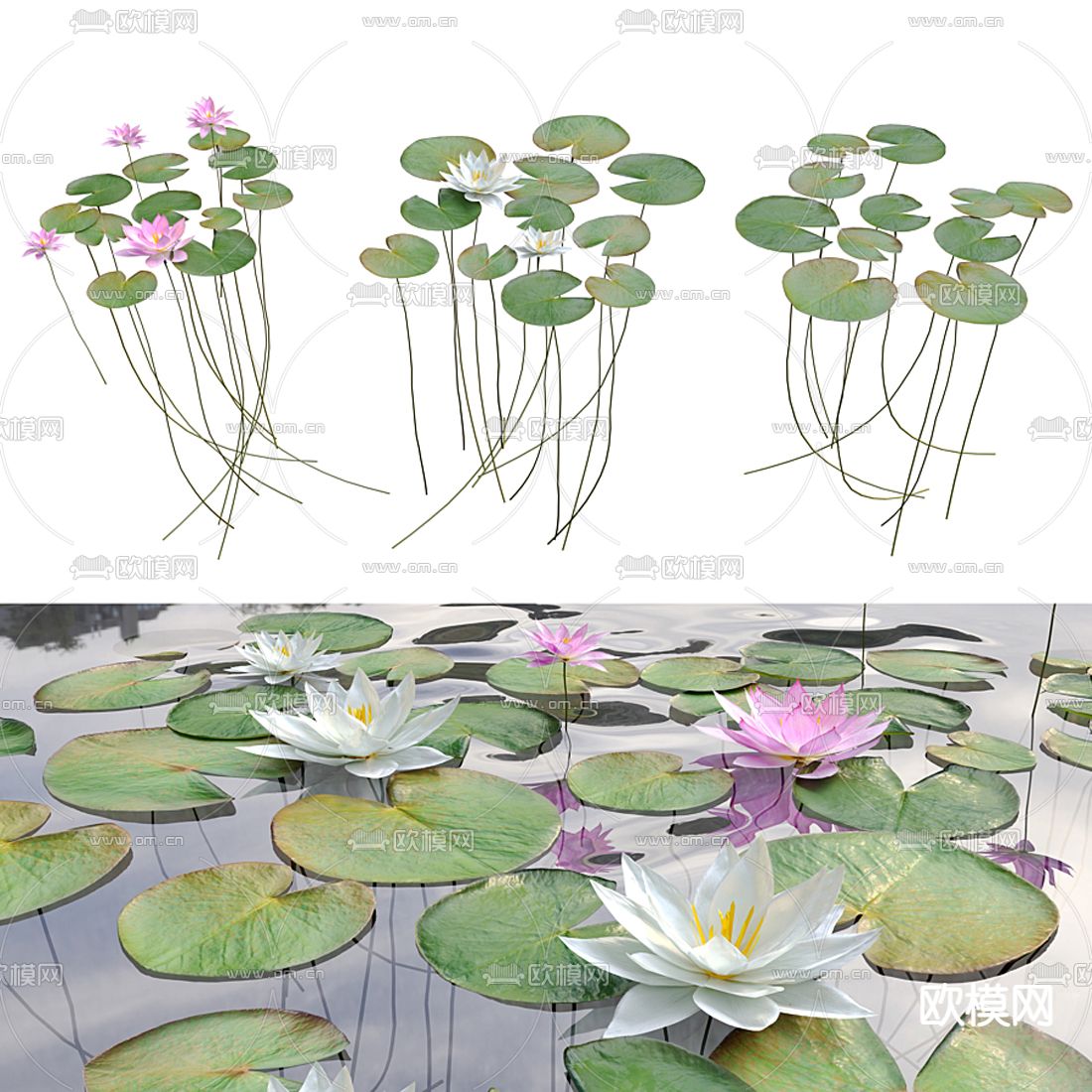 现代荷花睡莲荷叶3d模型