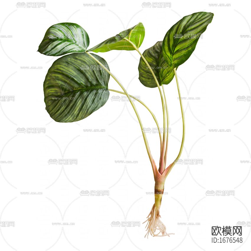现代水生绿植下载
