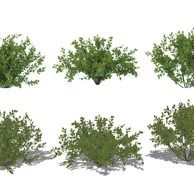  现代绿植灌木su模型 