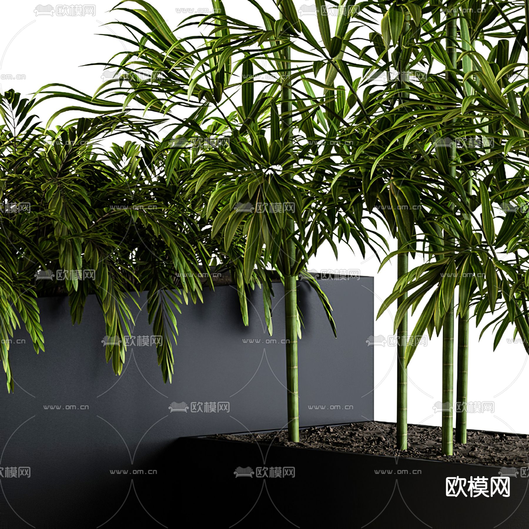 现代绿植竹子盆栽3d模型下载（渲染图2）