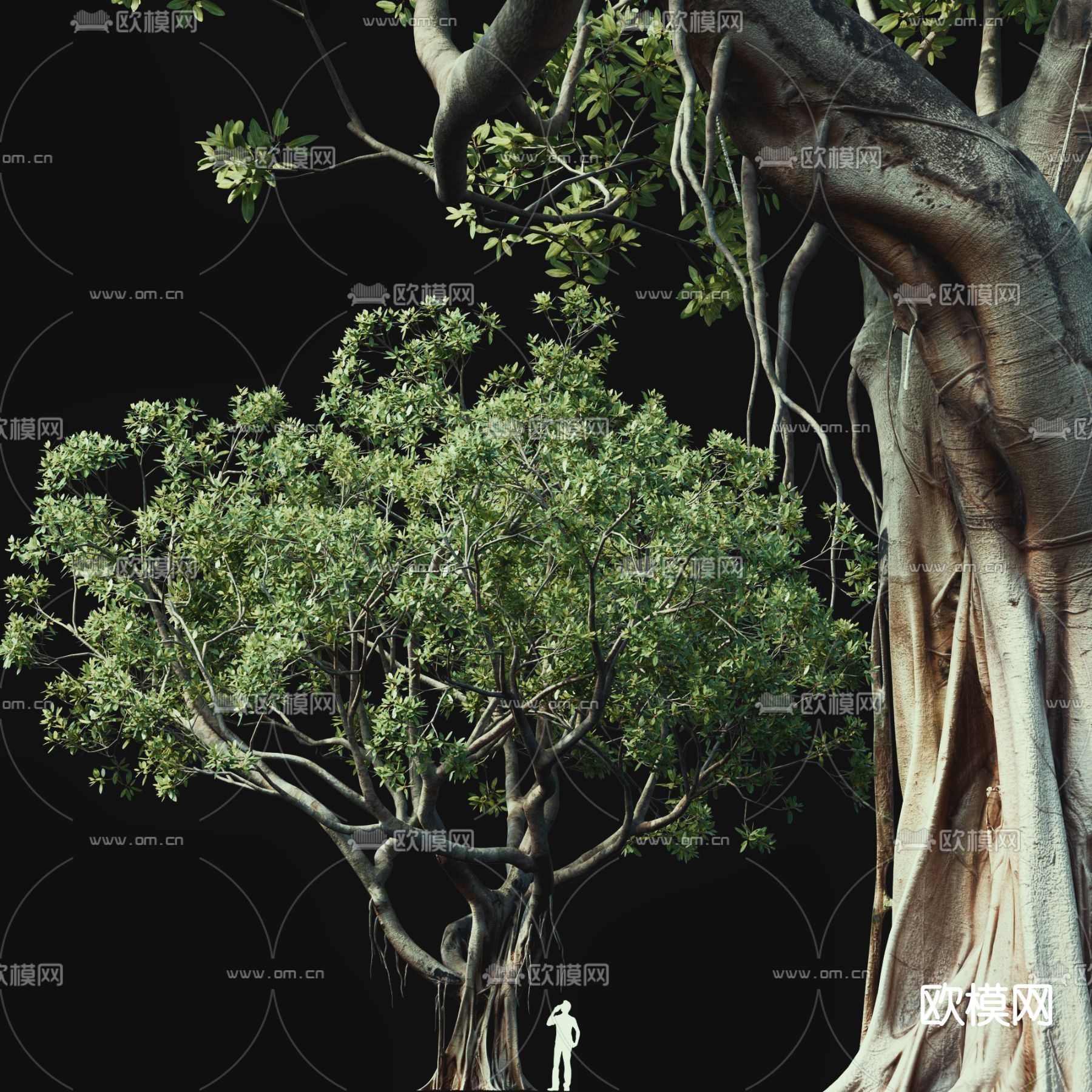 现代景观树大树3d模型