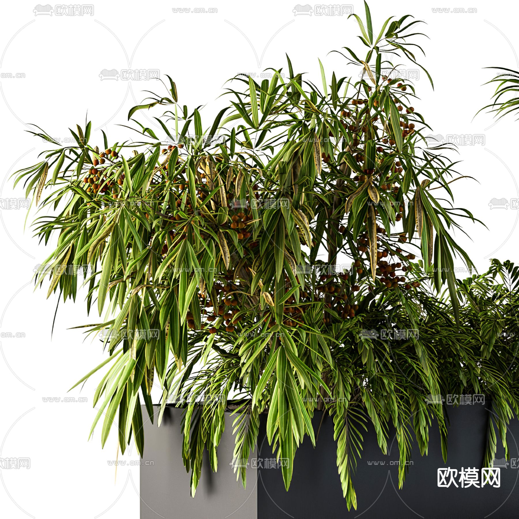 现代绿植竹子盆栽3d模型下载（渲染图3）