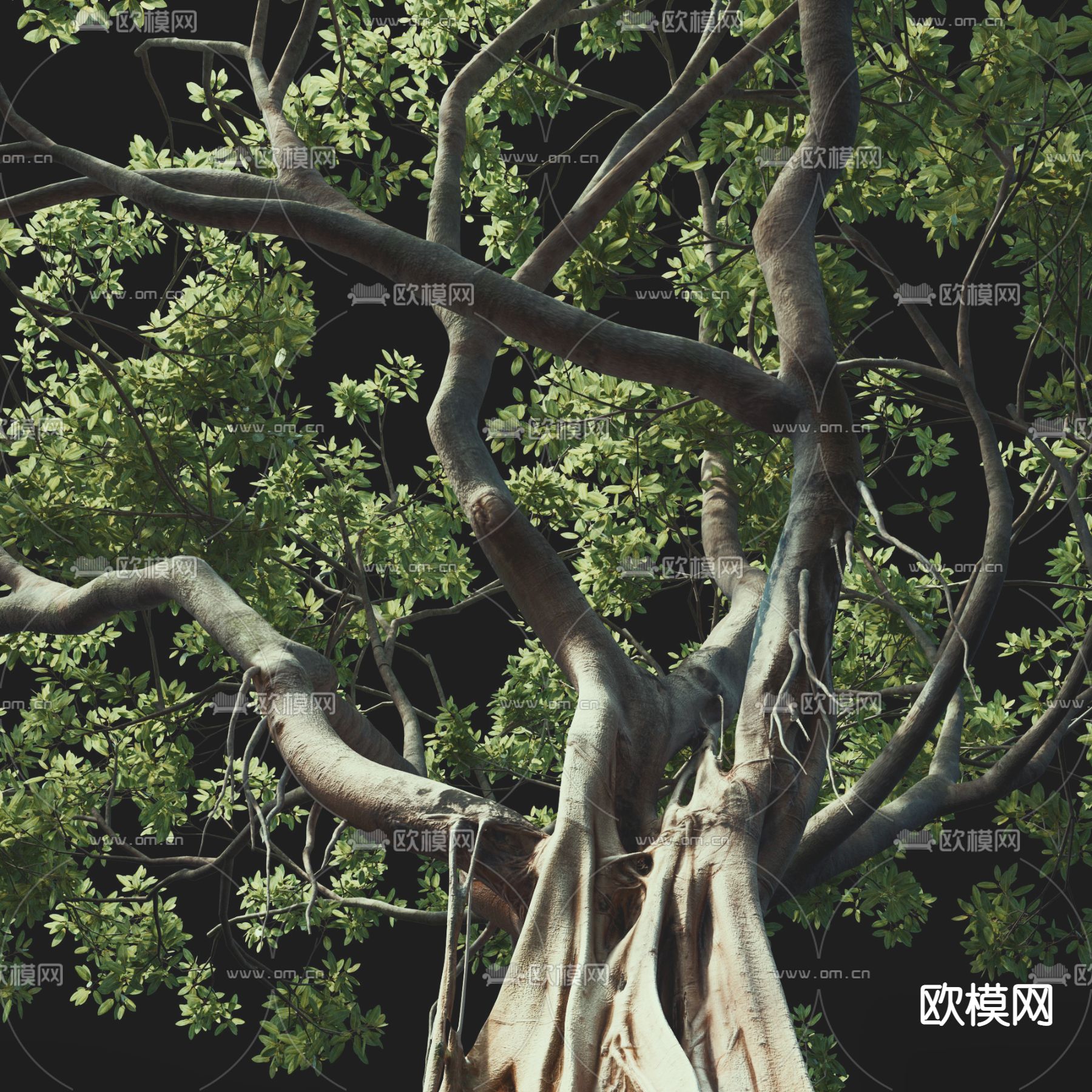 现代景观树大树3d模型