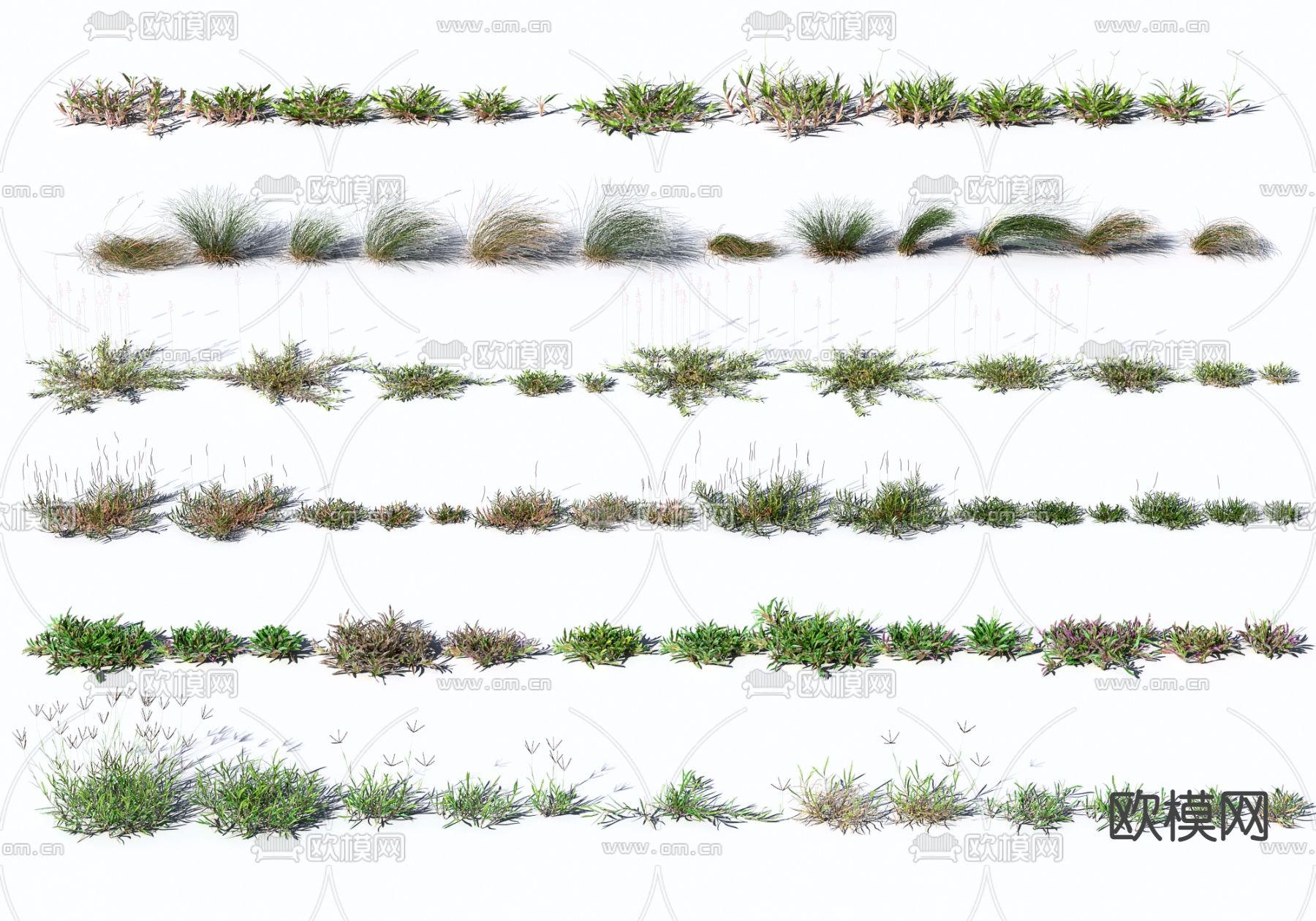 现代花草野草3d模型下载（渲染图1）
