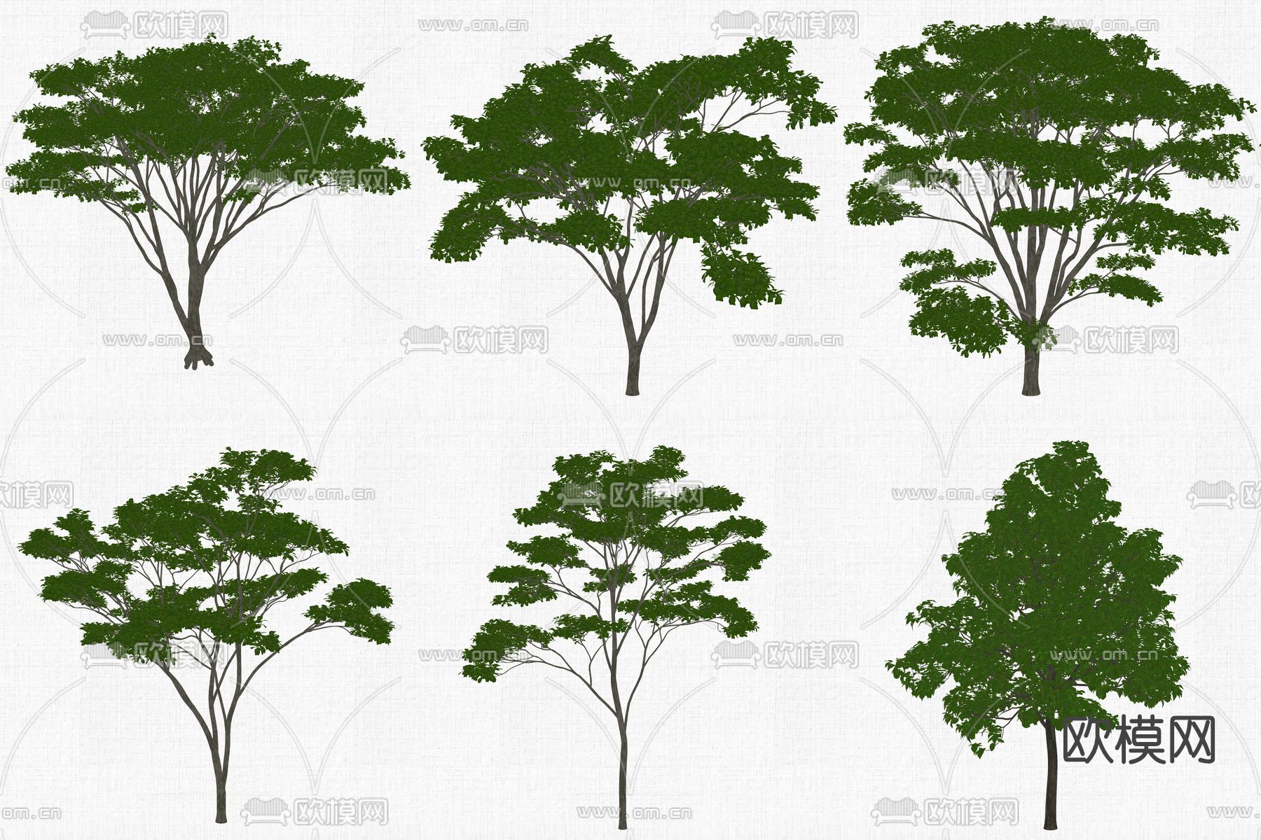 现代合欢树毛白杨su模型下载（渲染图2）