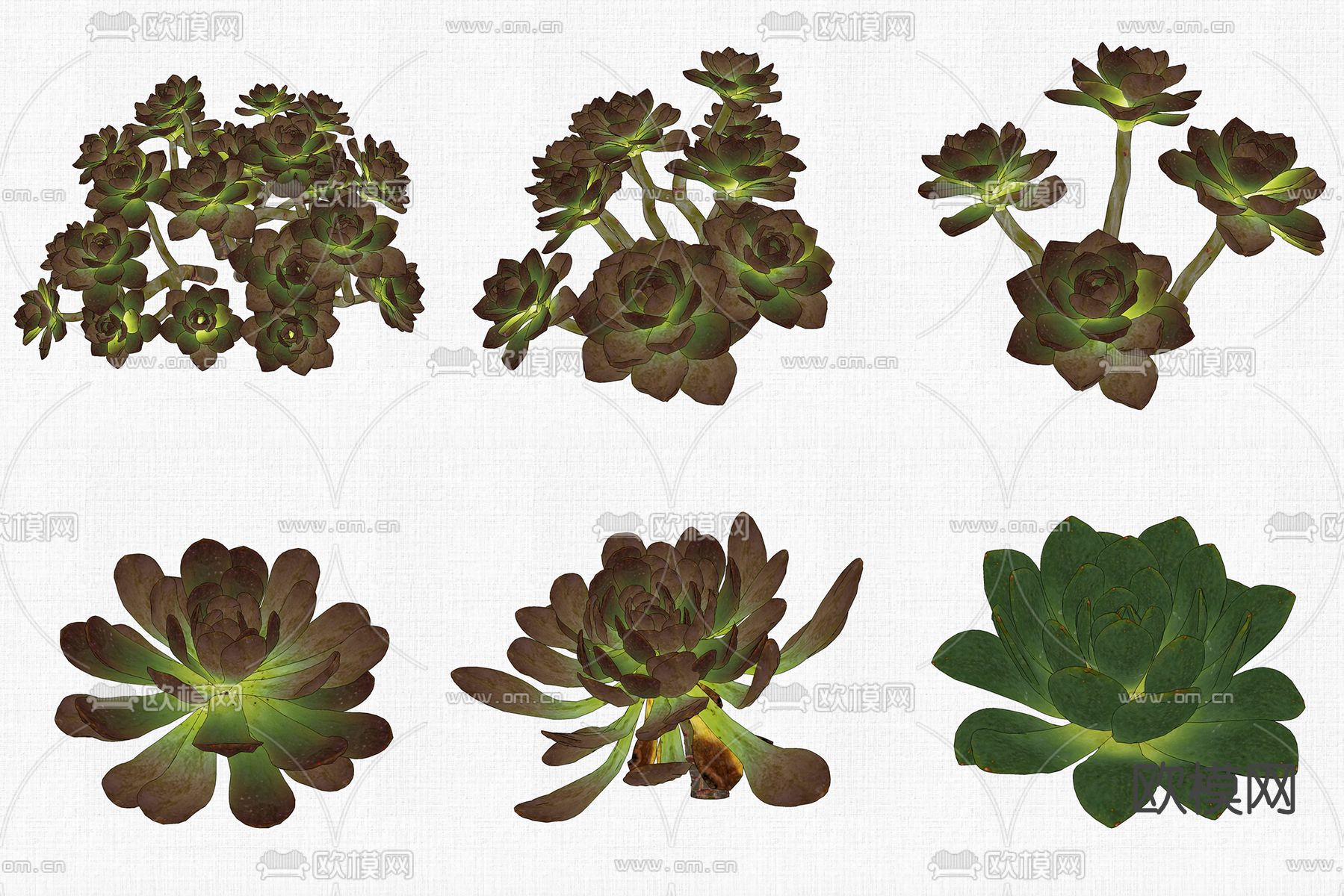 现代多肉植物su模型下载（渲染图1）