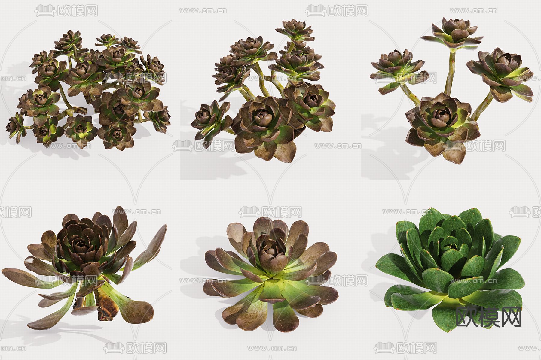现代多肉植物su模型下载（渲染图2）