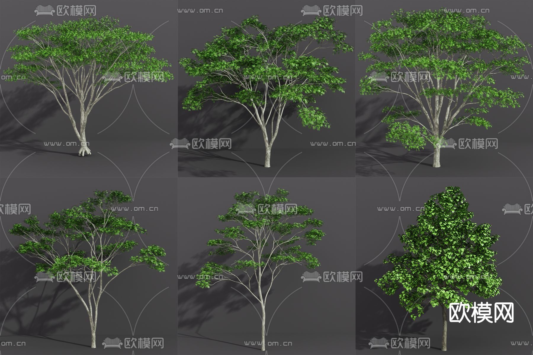 现代合欢树毛白杨su模型下载（渲染图1）