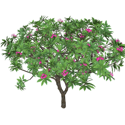  现代鸡蛋花树su模型 