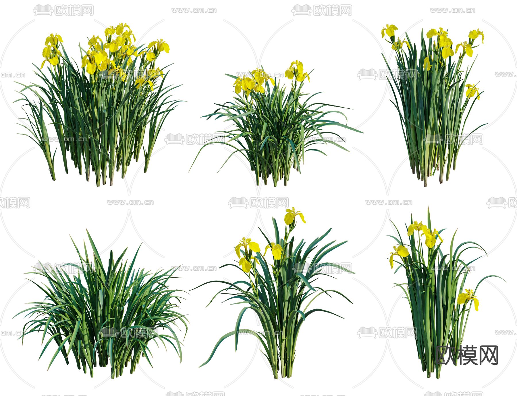 现代黄菖蒲草3d模型下载