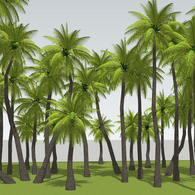  现代景观椰子树su模型 