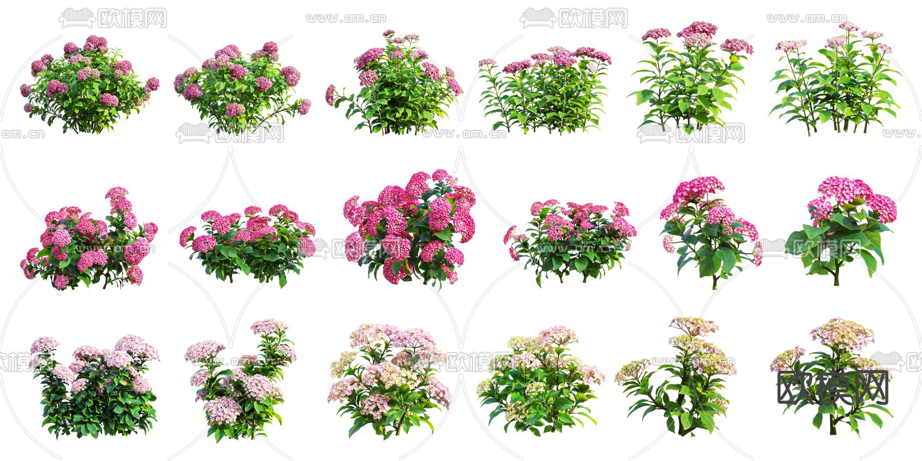 现代绣球花3d模型下载