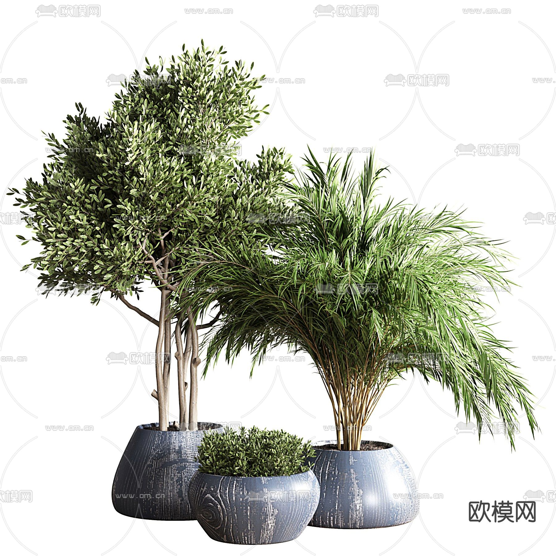 现代散尾葵盆栽3d模型下载