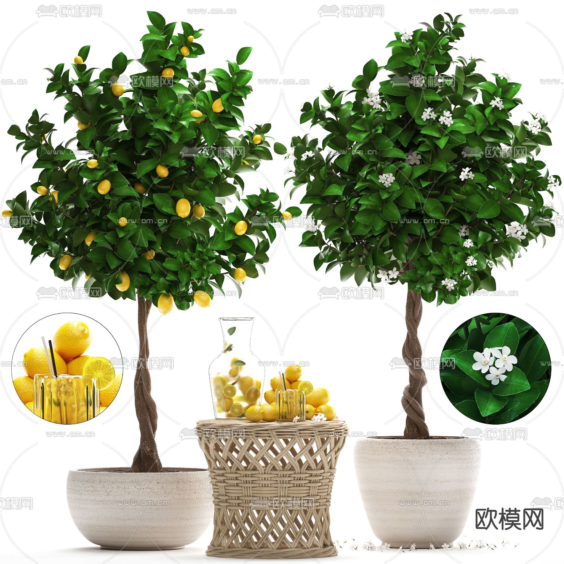 现代柠檬树盆栽3d模型