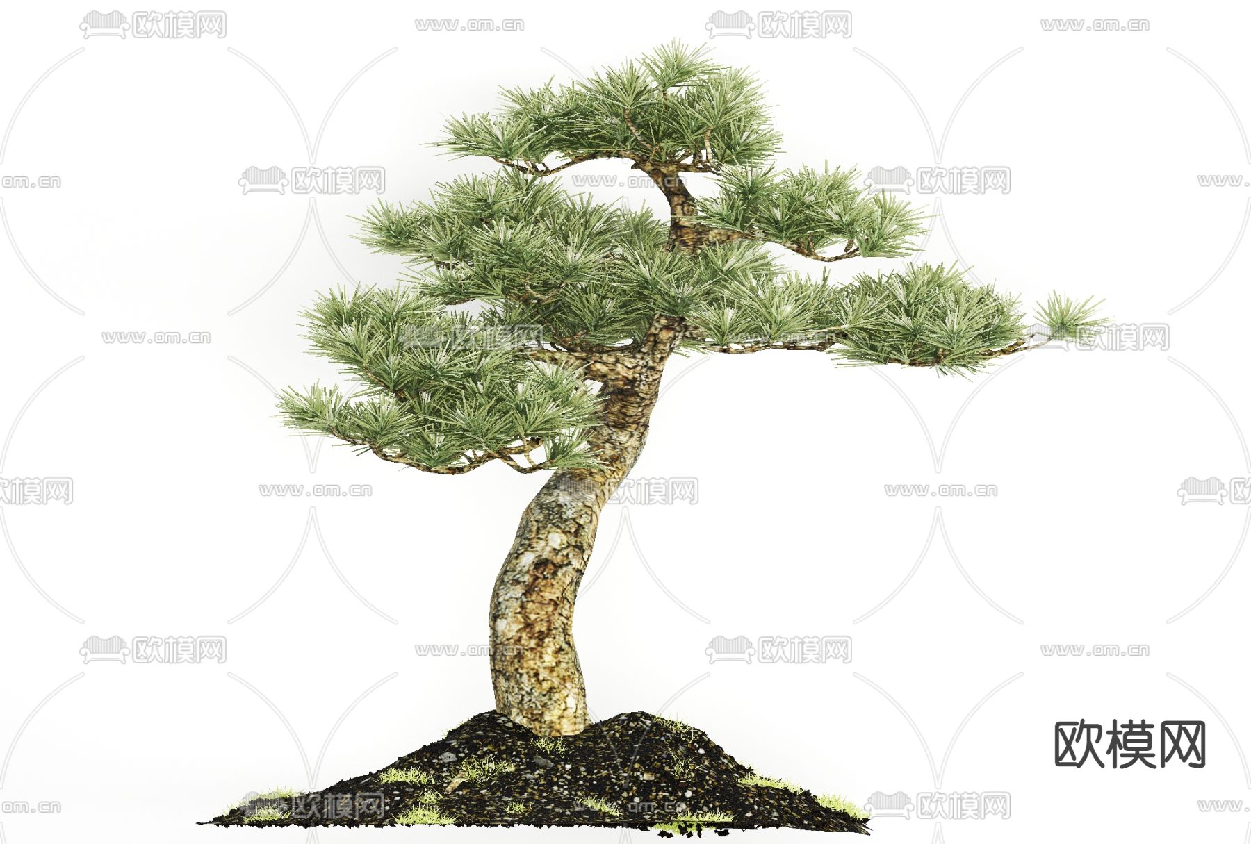 中式迎客松景观树免费3d模型下载（渲染图2）