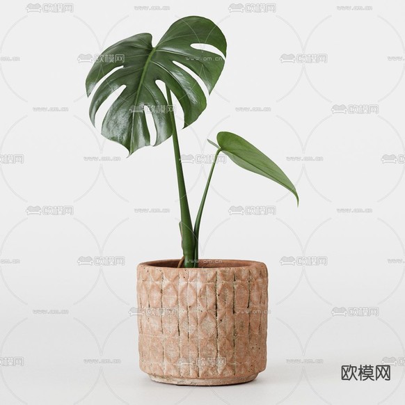 现代植物盆栽3d模型下载(渲染图4)
