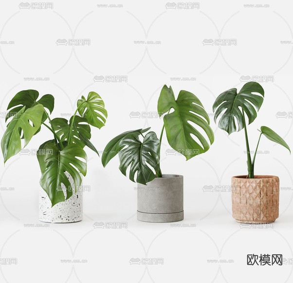 现代植物盆栽3d模型下载(渲染图1)