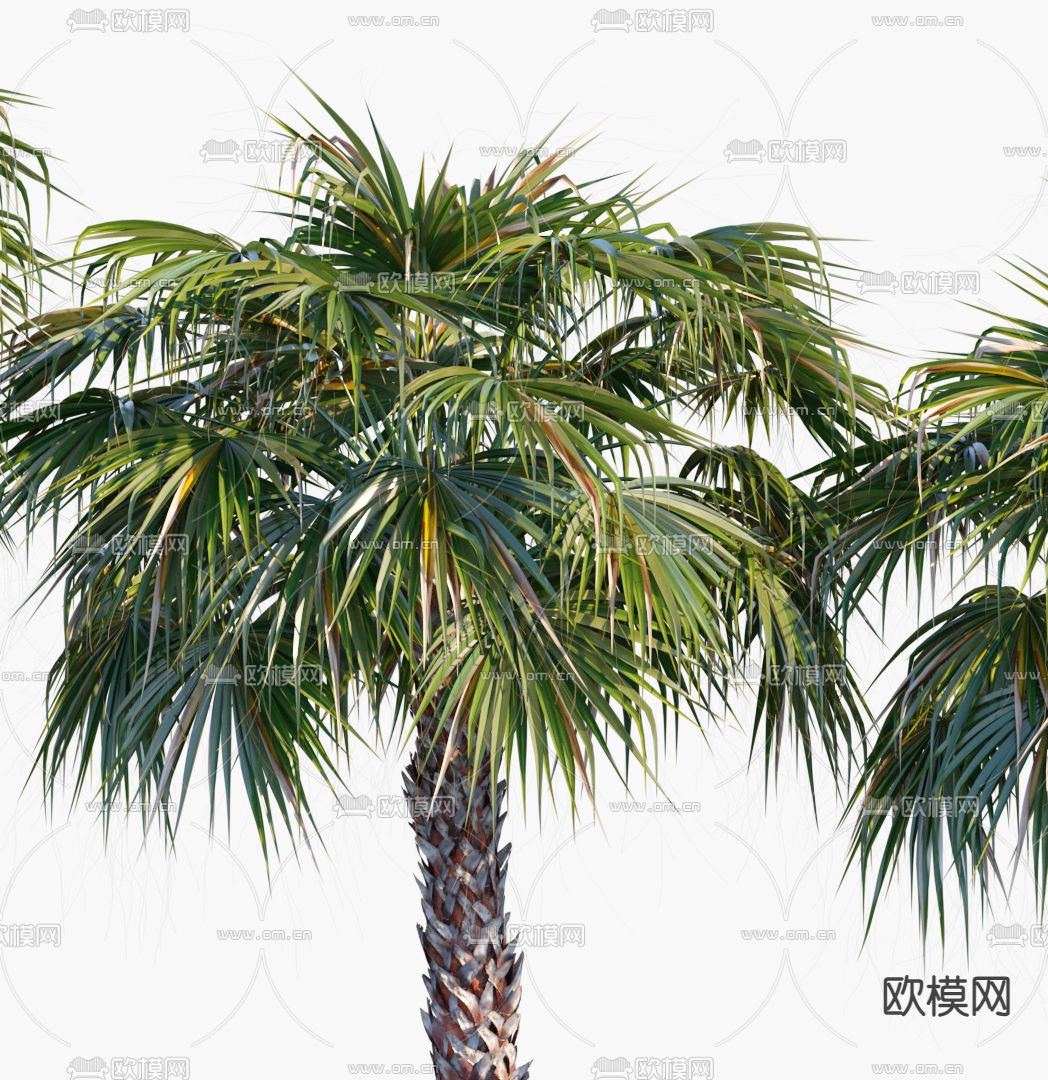 现代棕榈树3d模型
