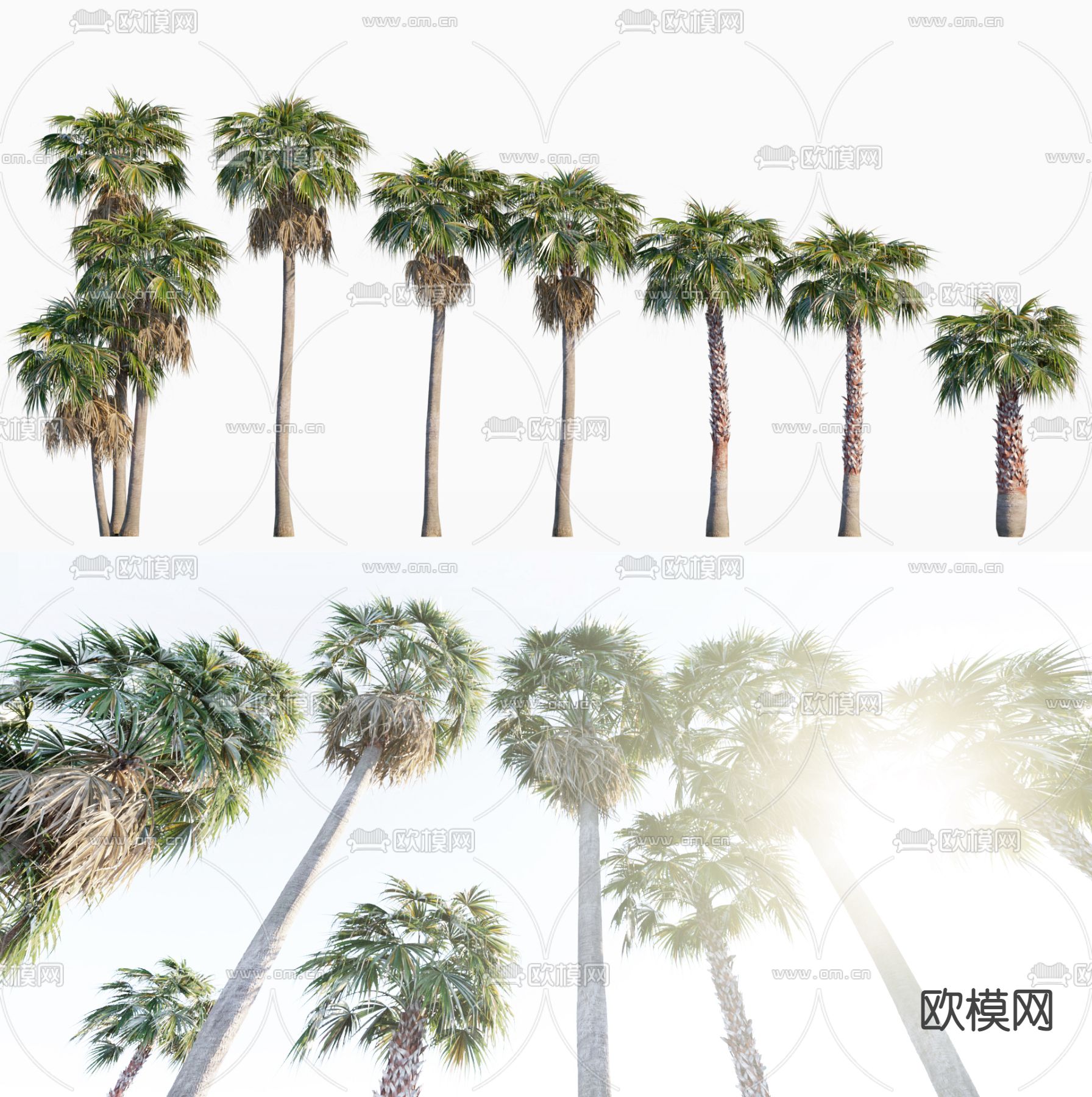 现代棕榈树3d模型