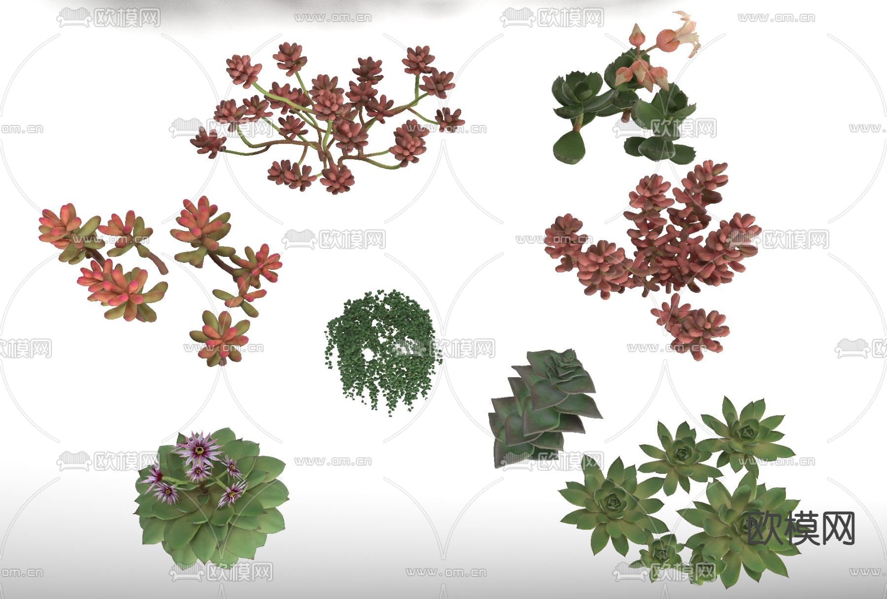 现代多肉植物花草免费3d模型下载