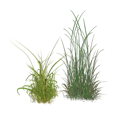  现代绿植花草su模型 