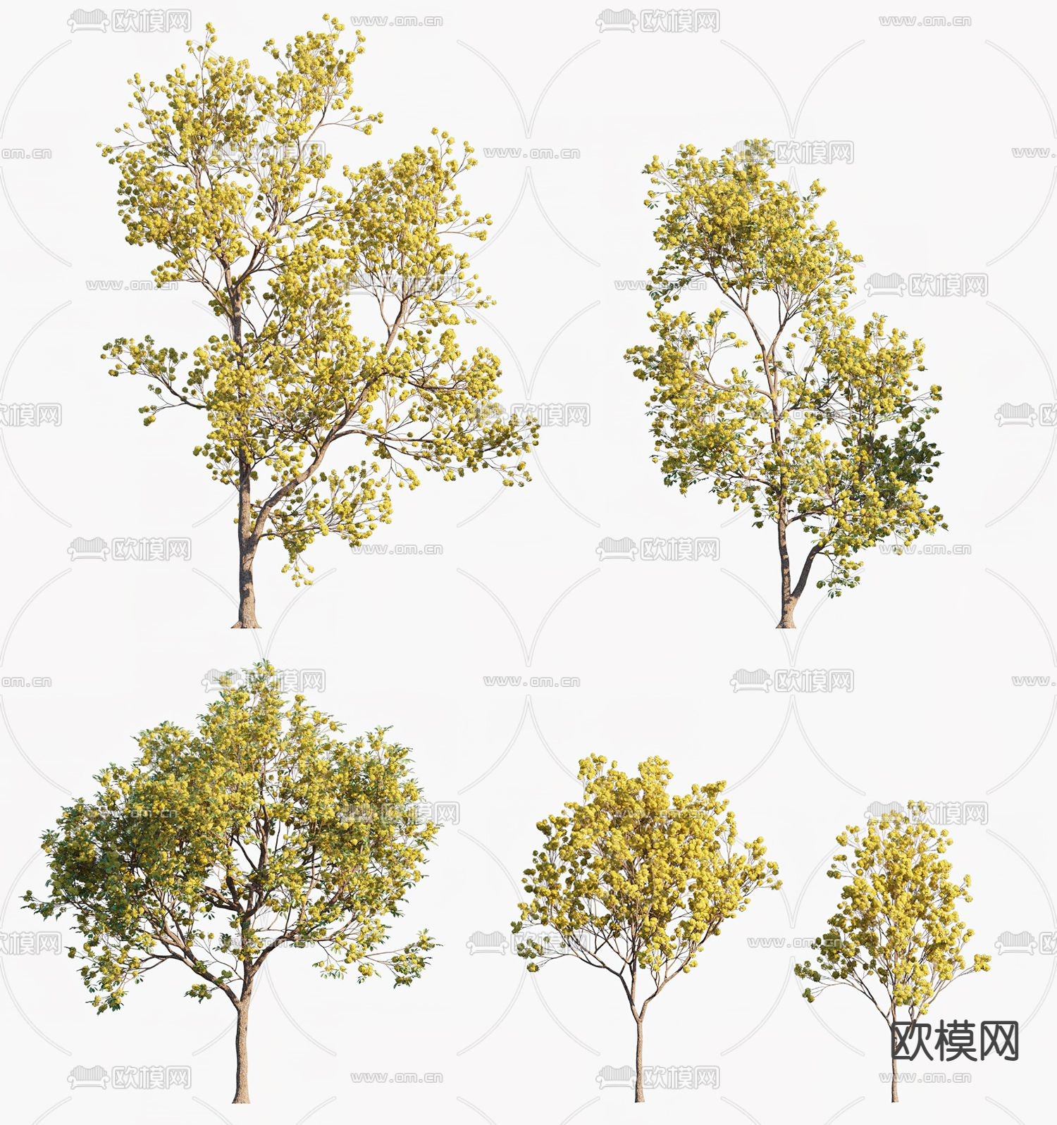 现代黄花风铃木树3d模型