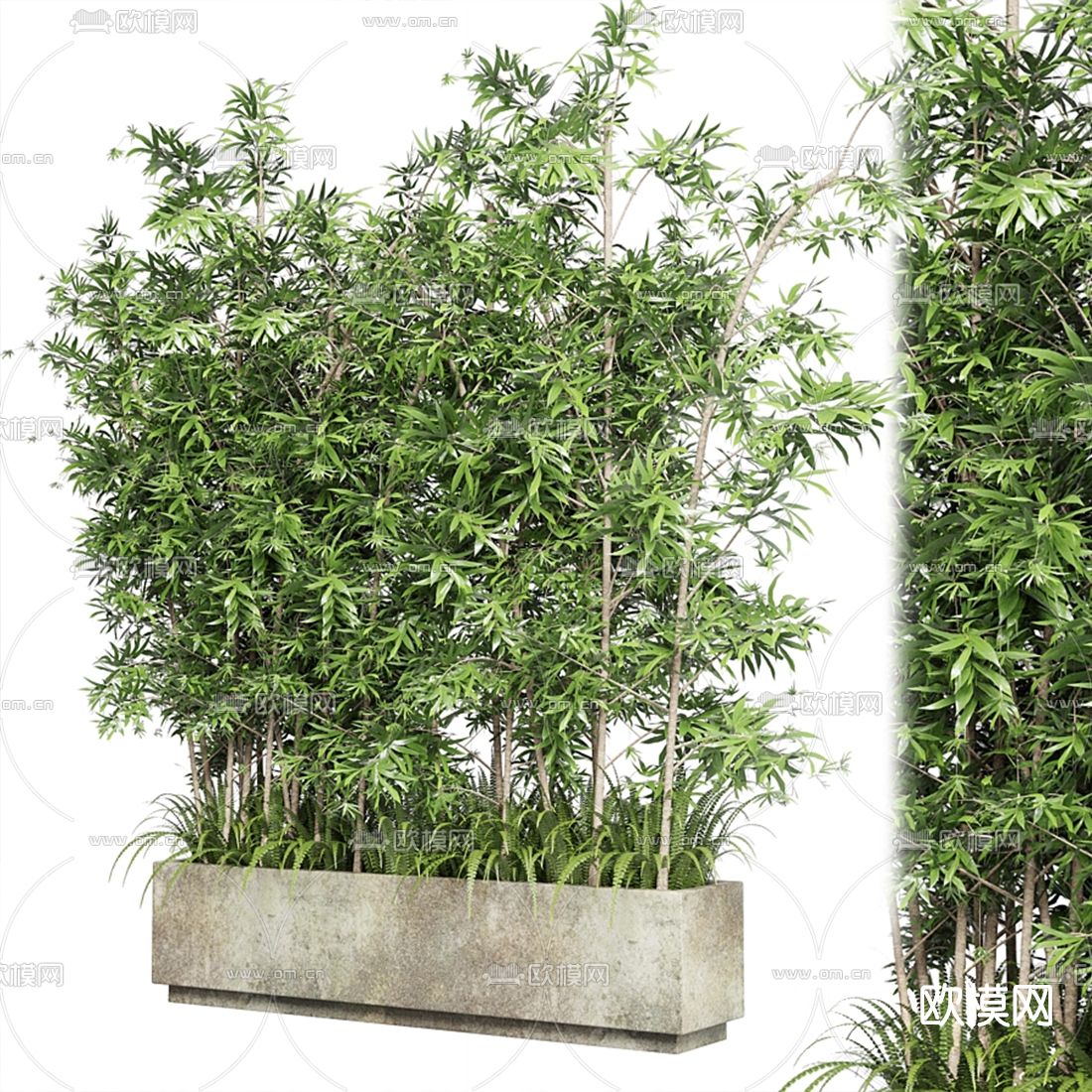 现代盆栽竹子3d模型下载（渲染图2）
