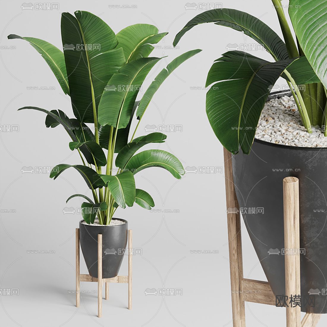 现代植物盆栽3d模型下载（渲染图1）