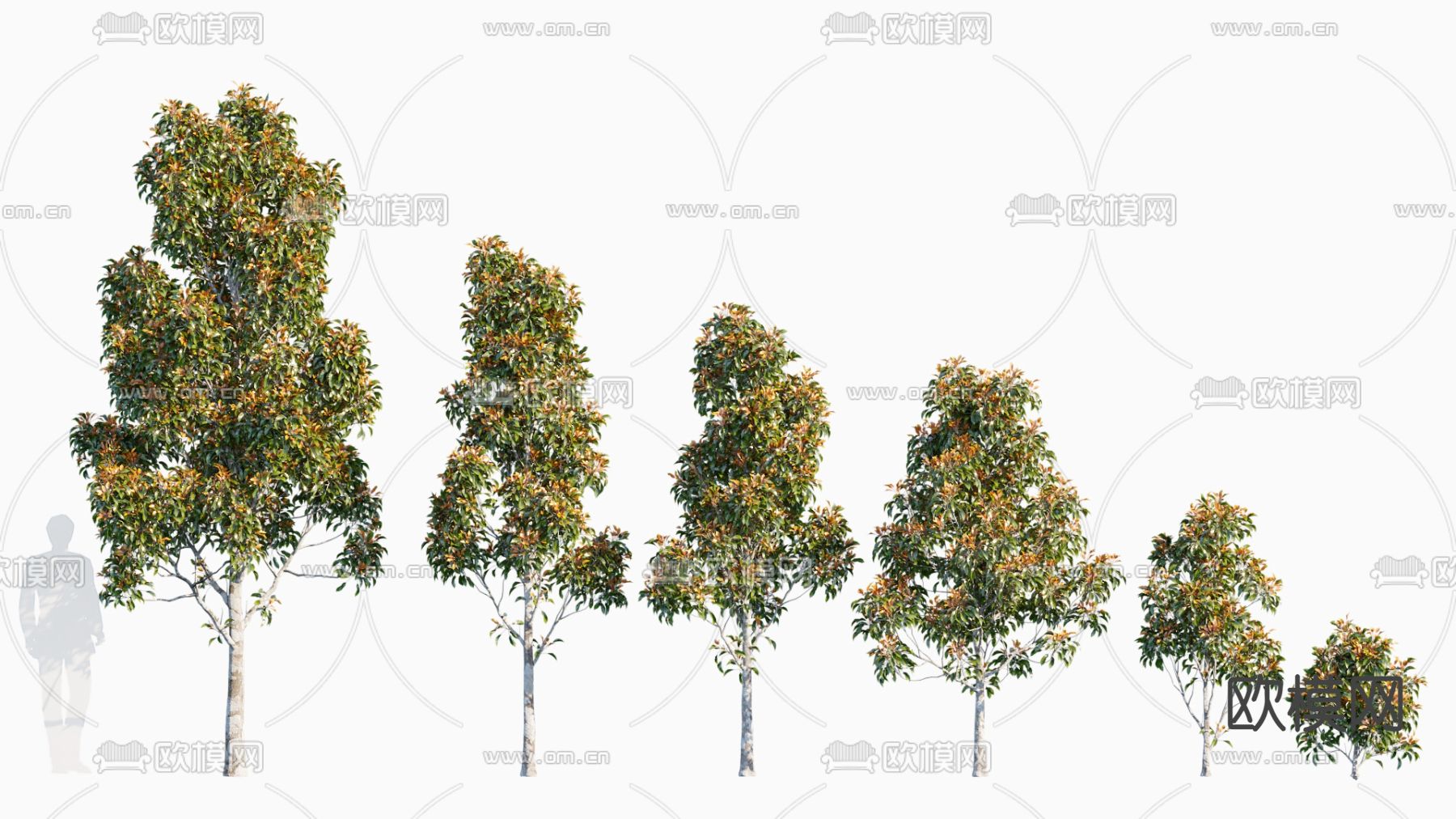现代光叶石楠树景观树3d模型