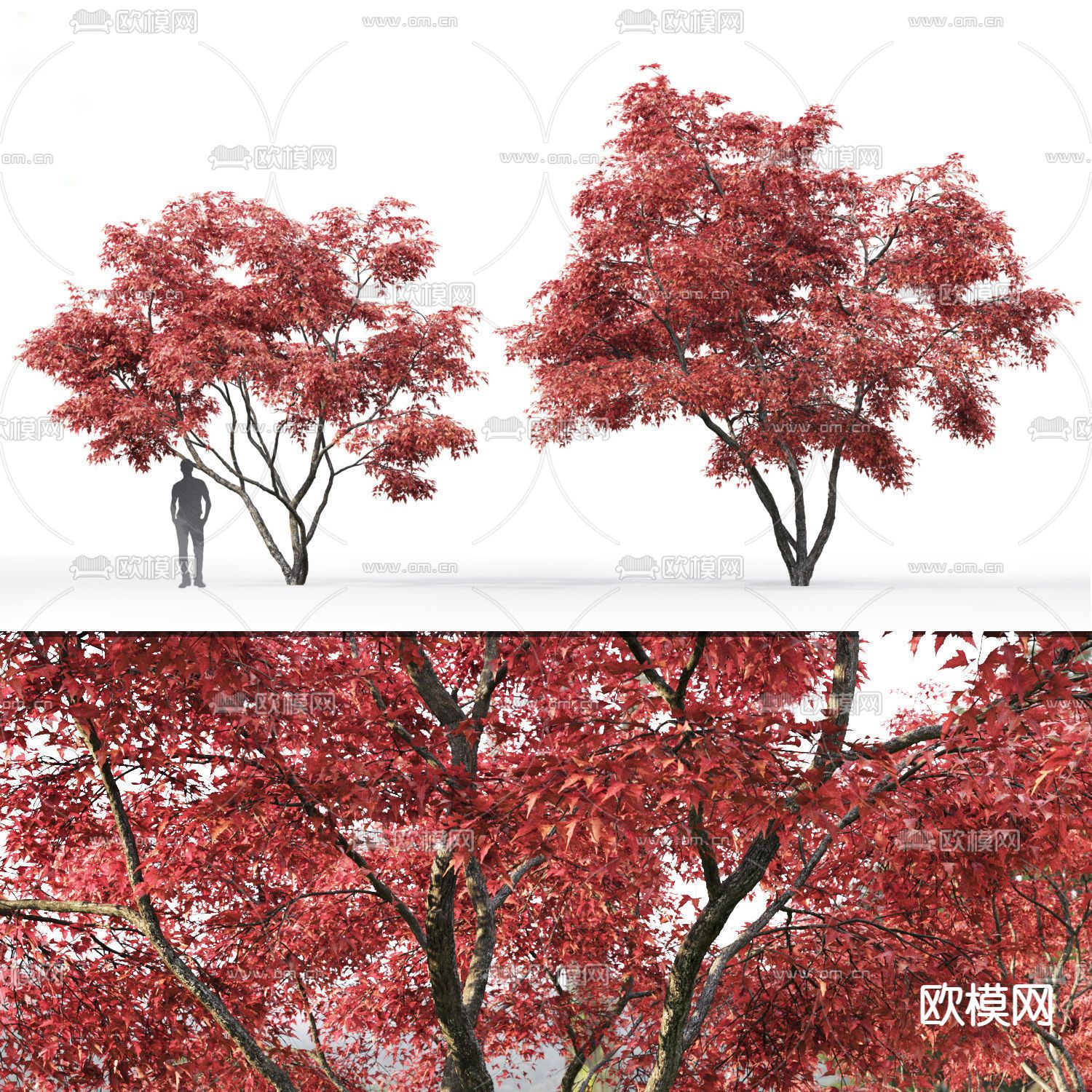 现代植物景观树3d模型