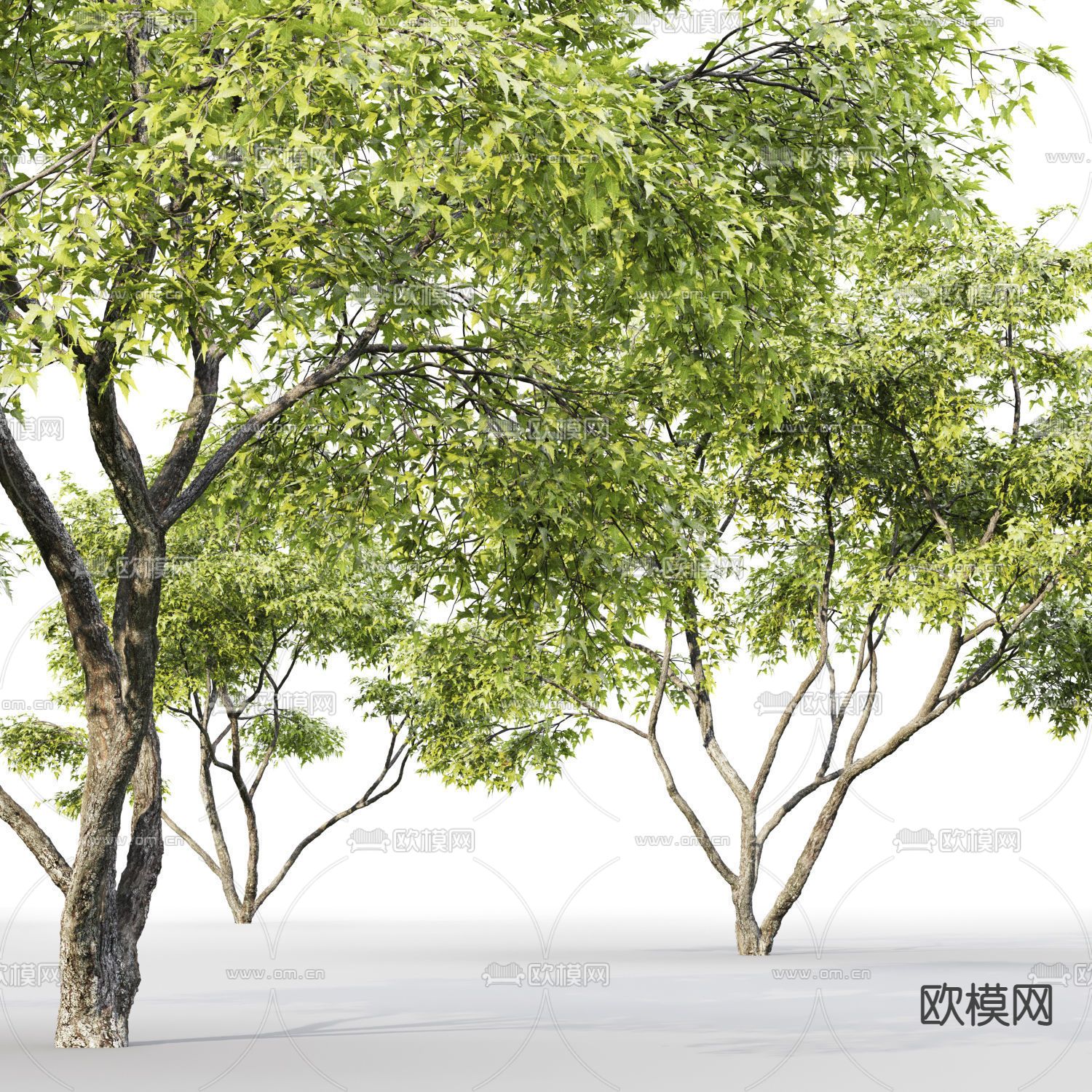 现代植物景观树3d模型