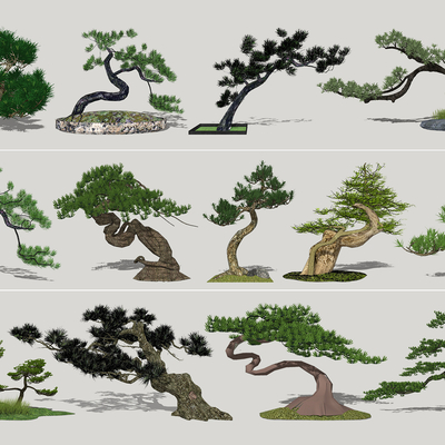 新中式景观松树su模型 
