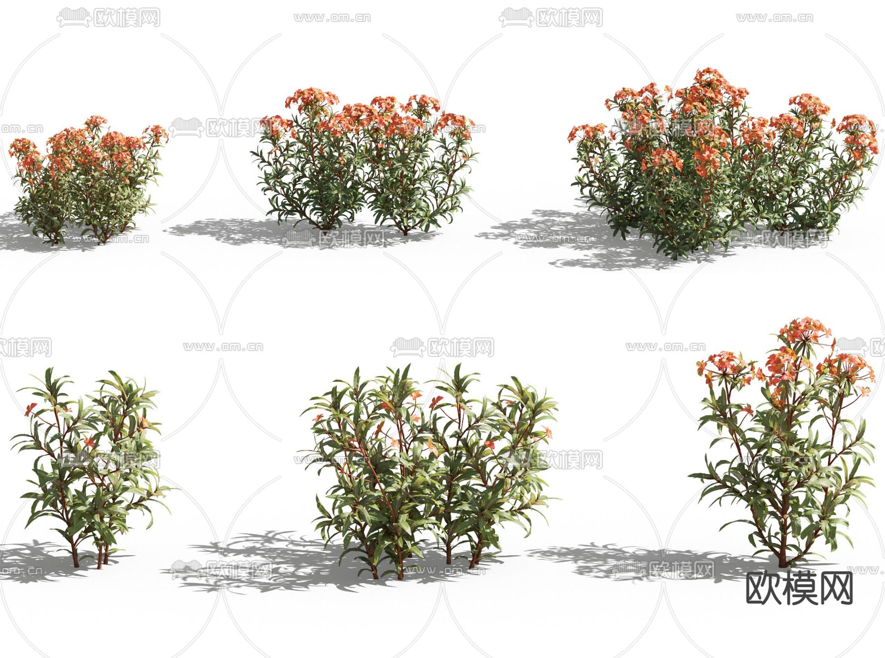 现代花草圆苞大戟3d模型下载