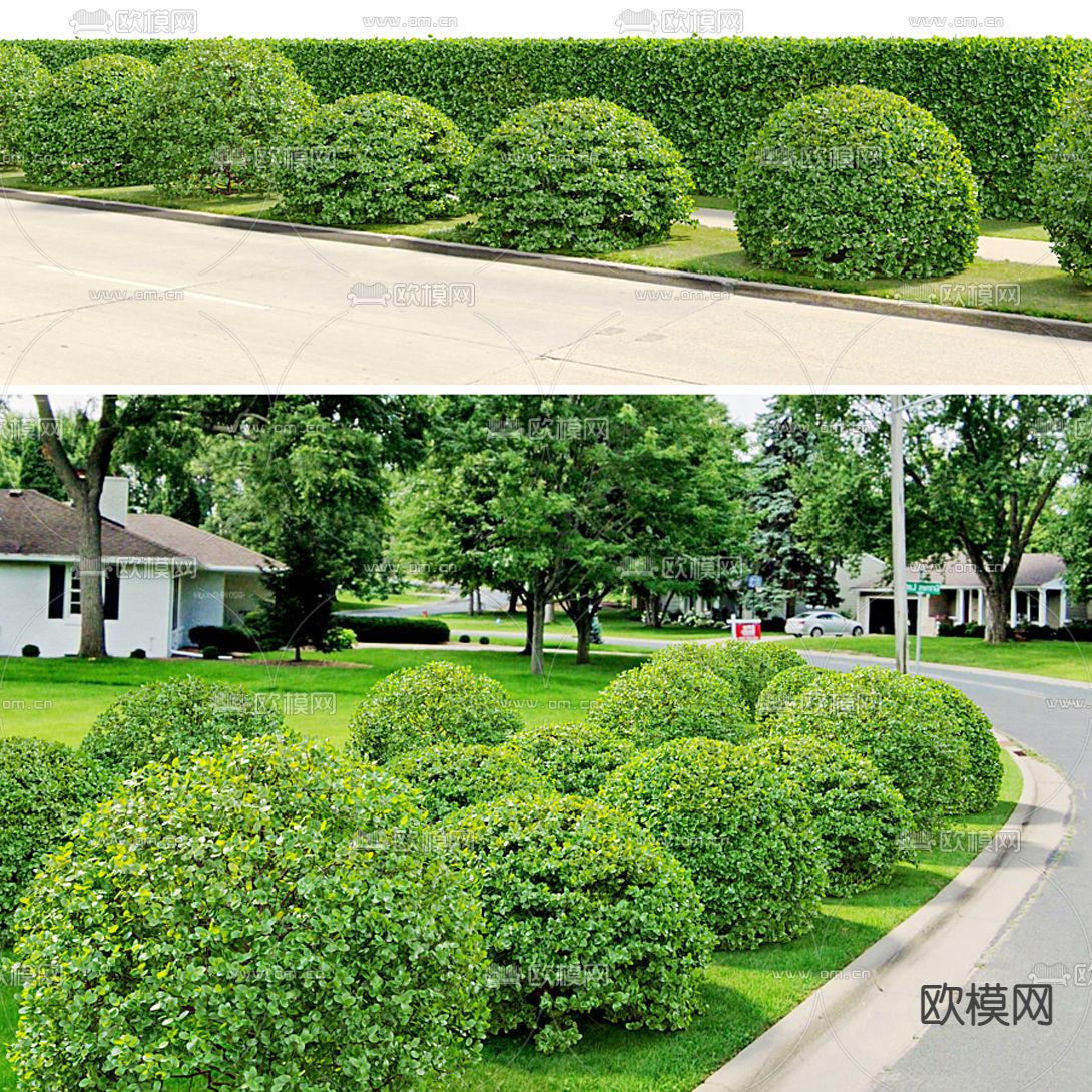 现代绿篱灌木3d模型