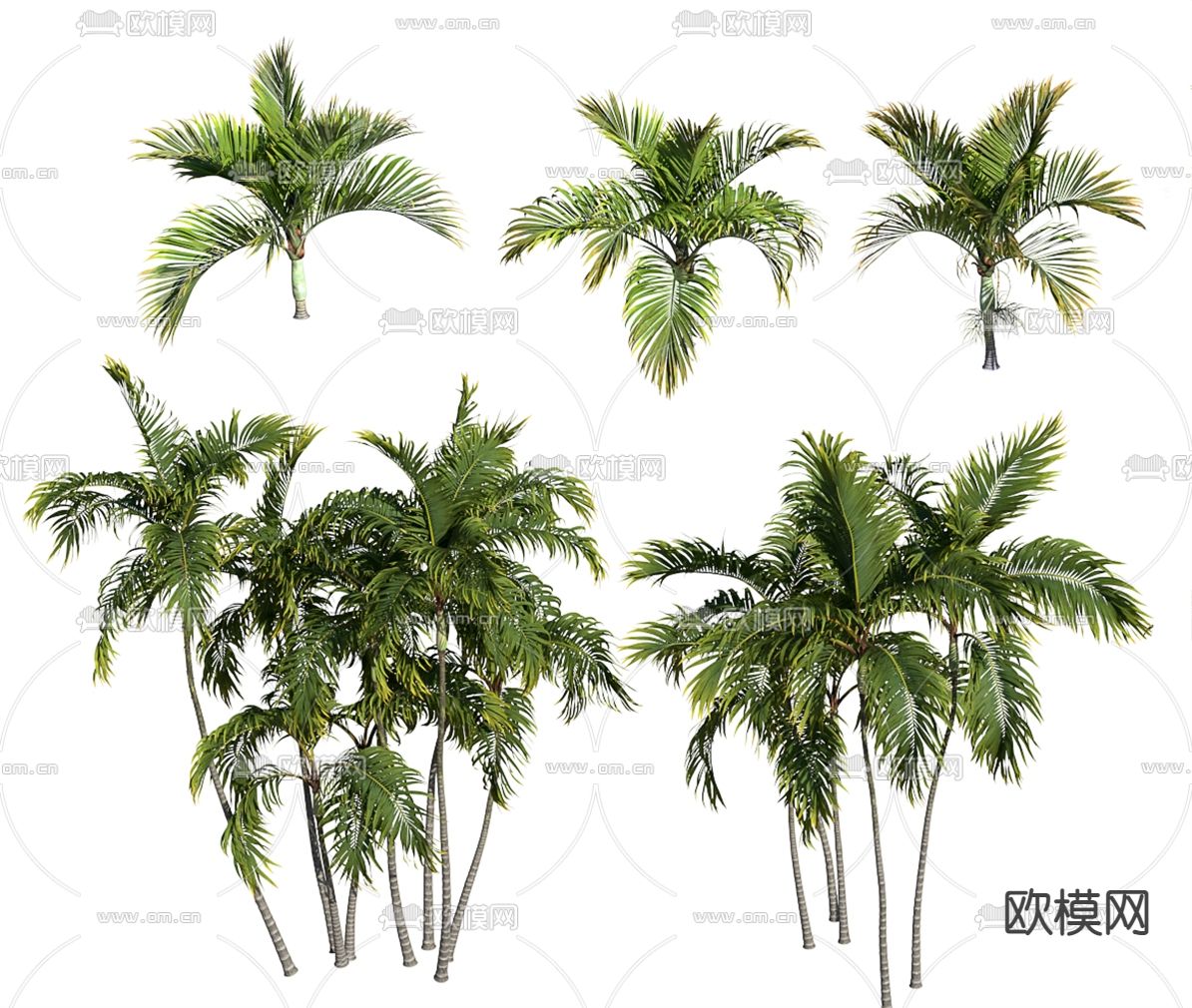 现代椰树海枣树3d模型下载（渲染图3）