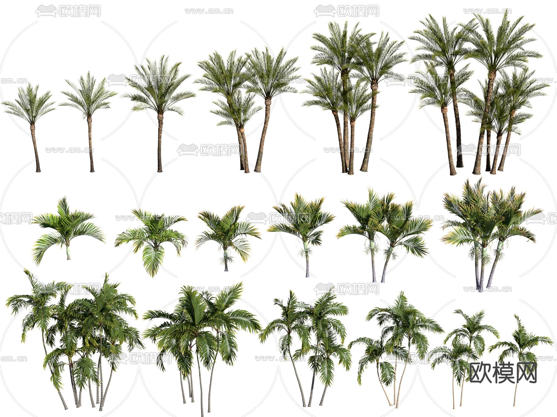 现代椰树海枣树3d模型下载（渲染图1）