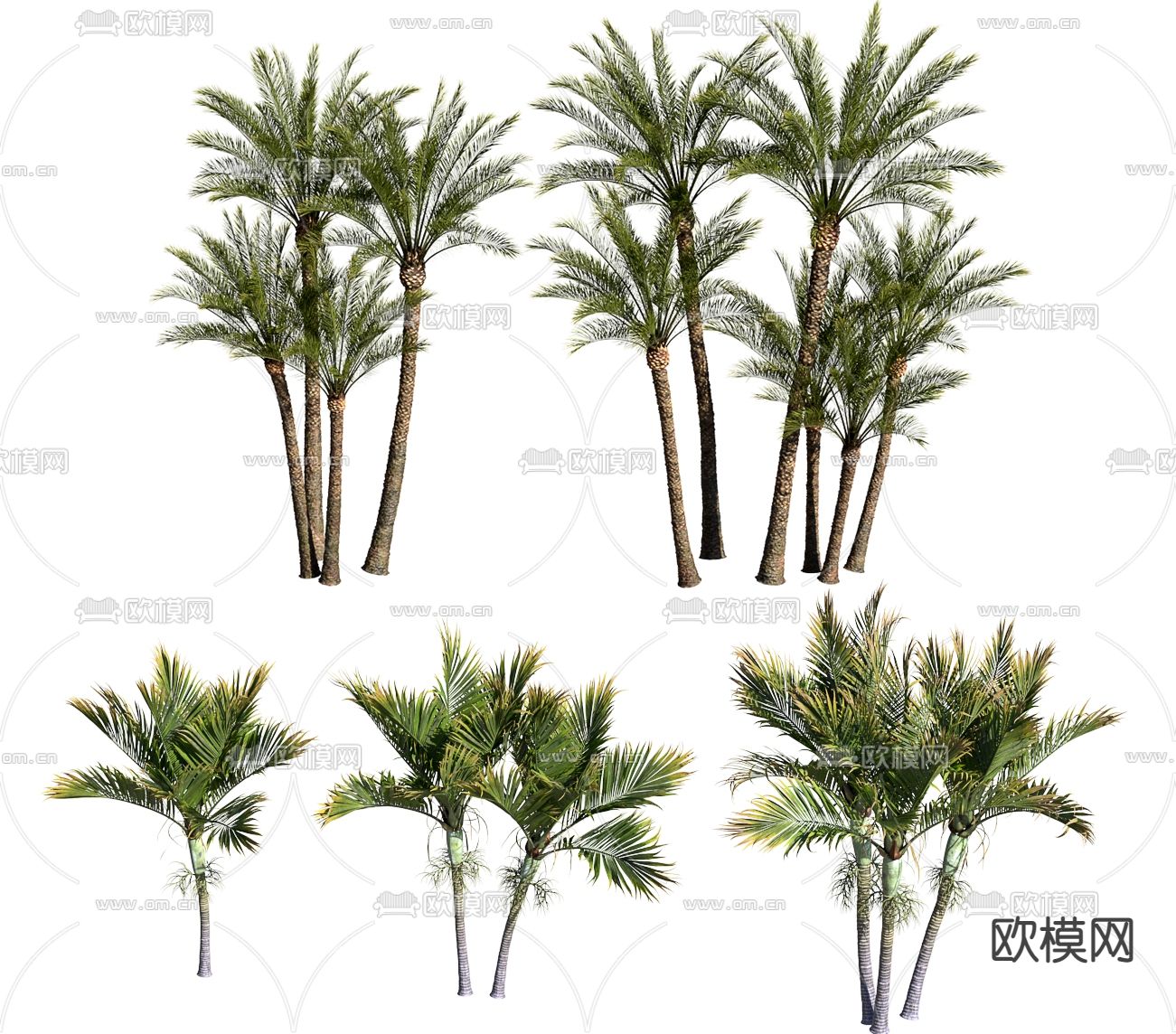 现代椰树海枣树3d模型下载（渲染图2）