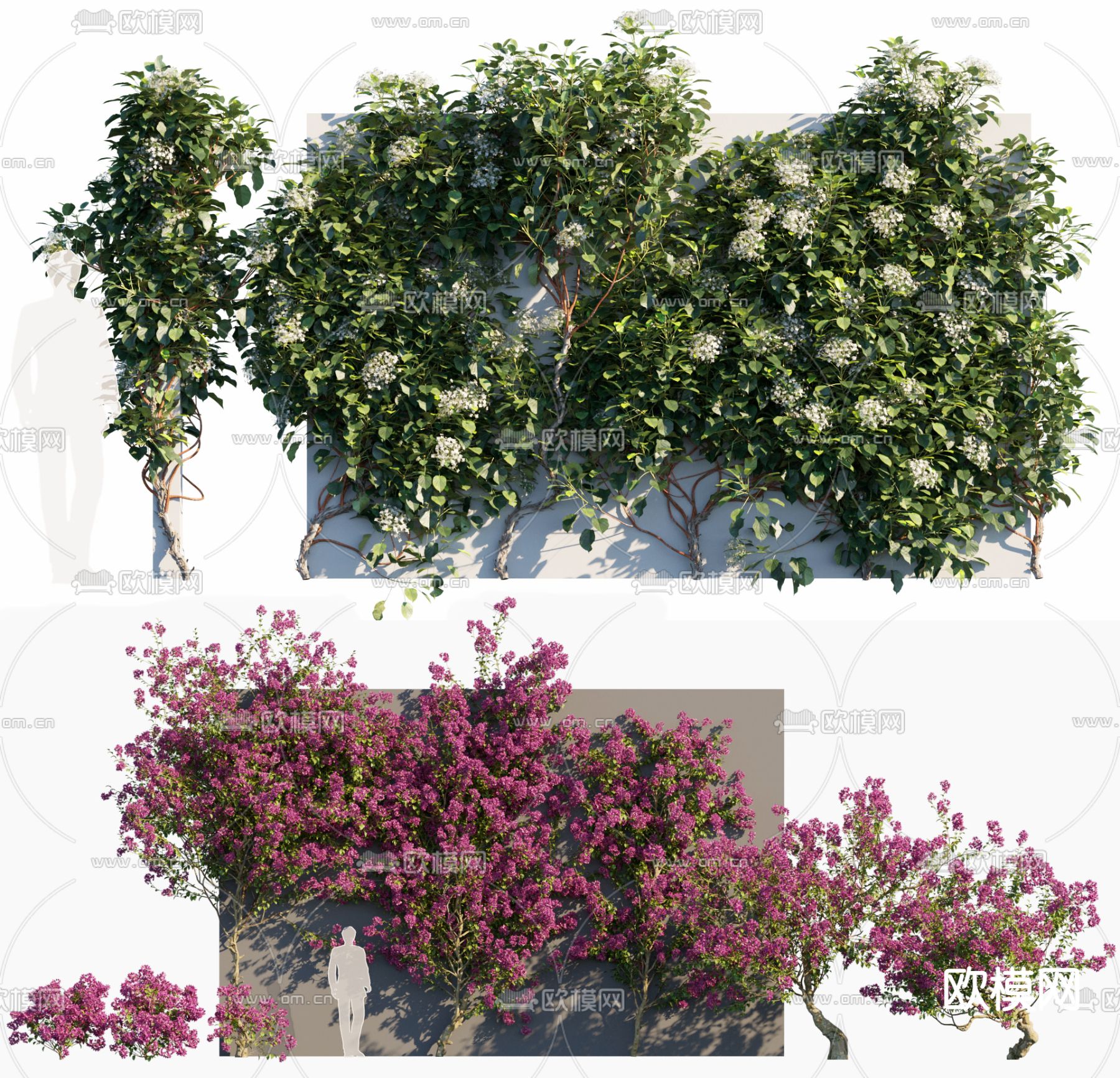 现代叶子花藤蔓3d模型