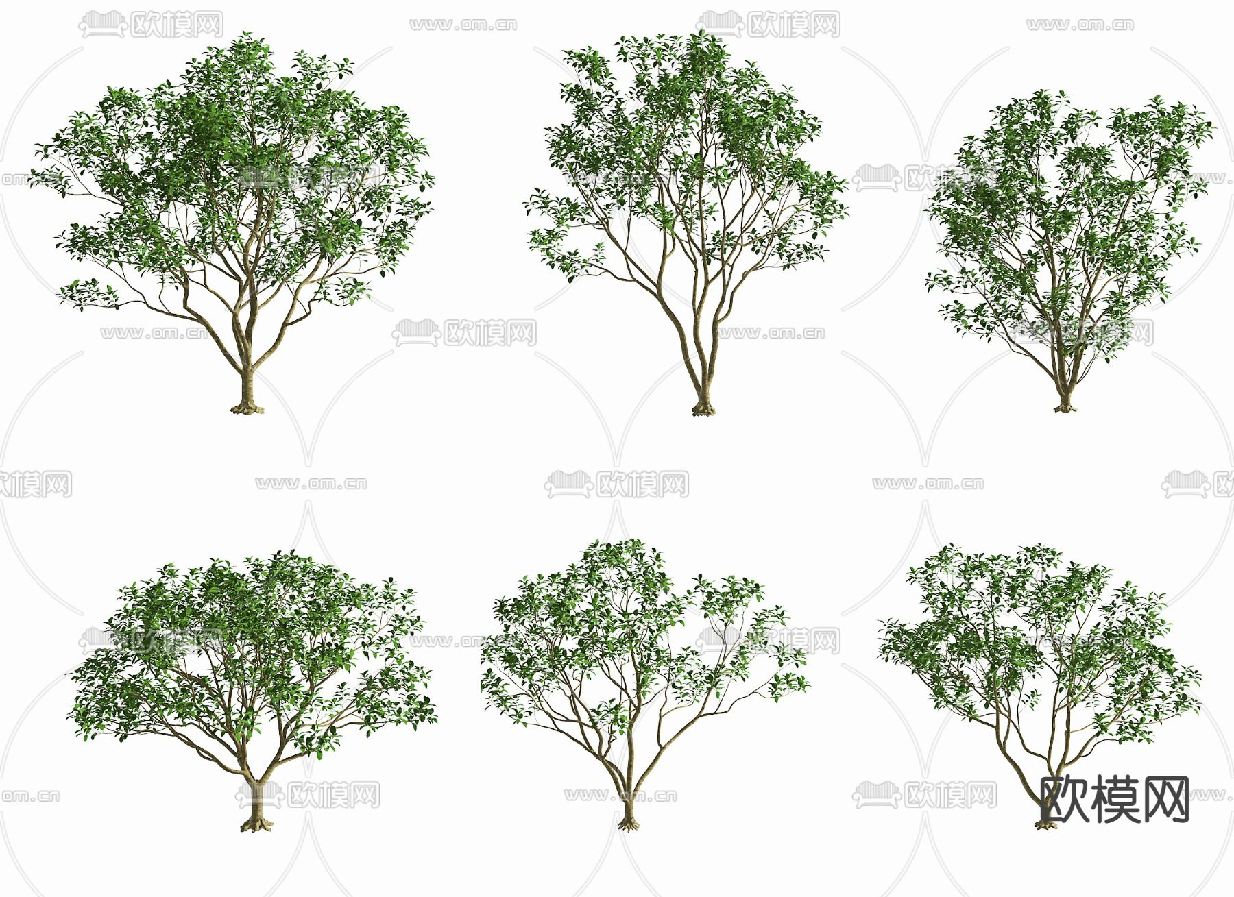 现代柚树景观树3d模型