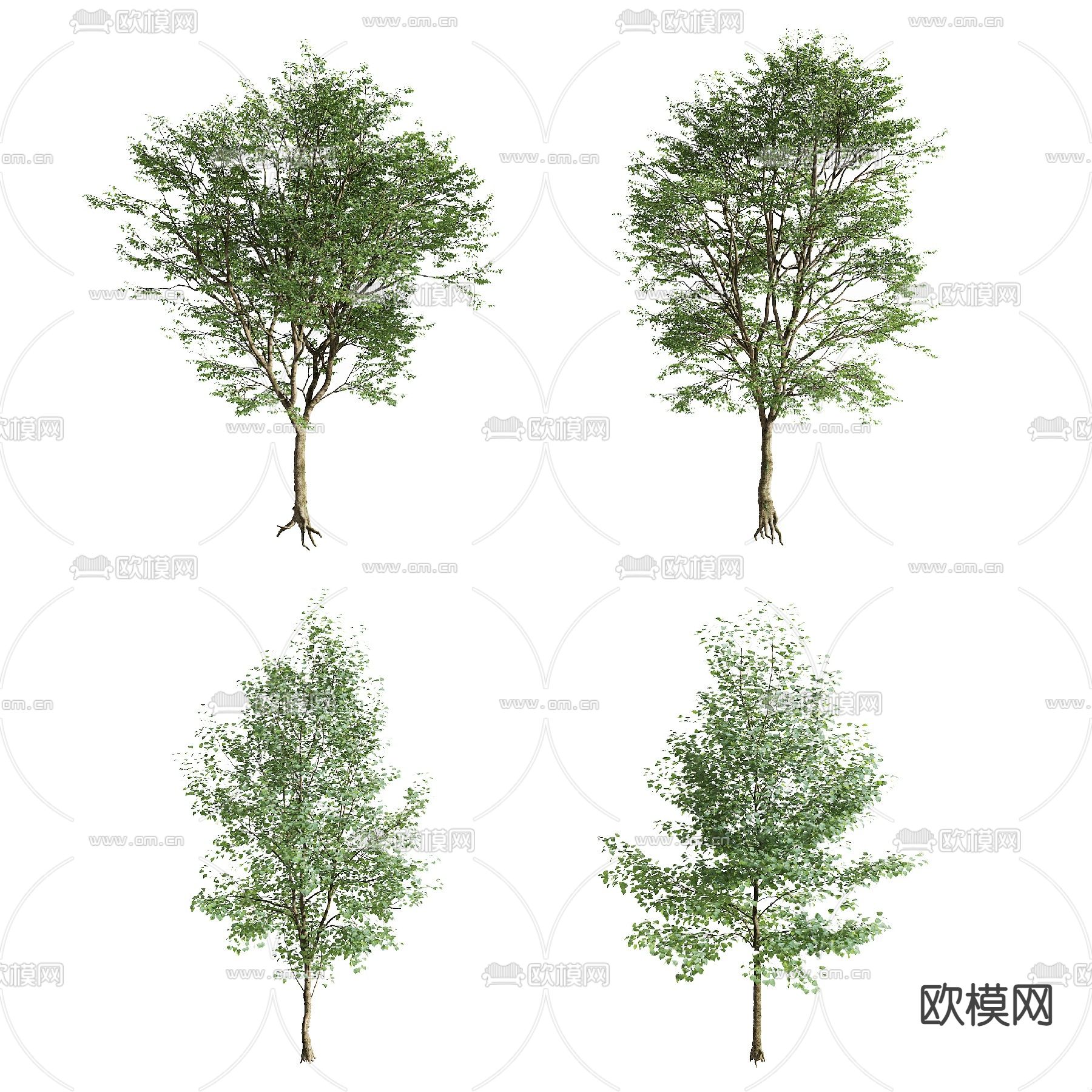 现代行道树景观树3d模型