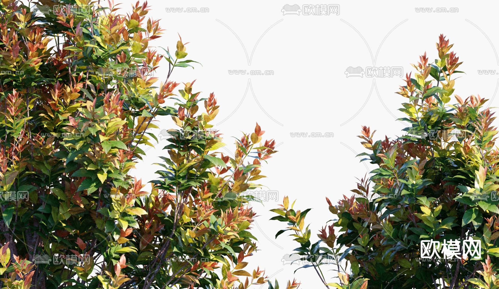 现代灌木红叶石楠3d模型下载（渲染图4）