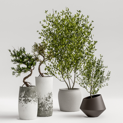 侘寂风植物盆栽su模型