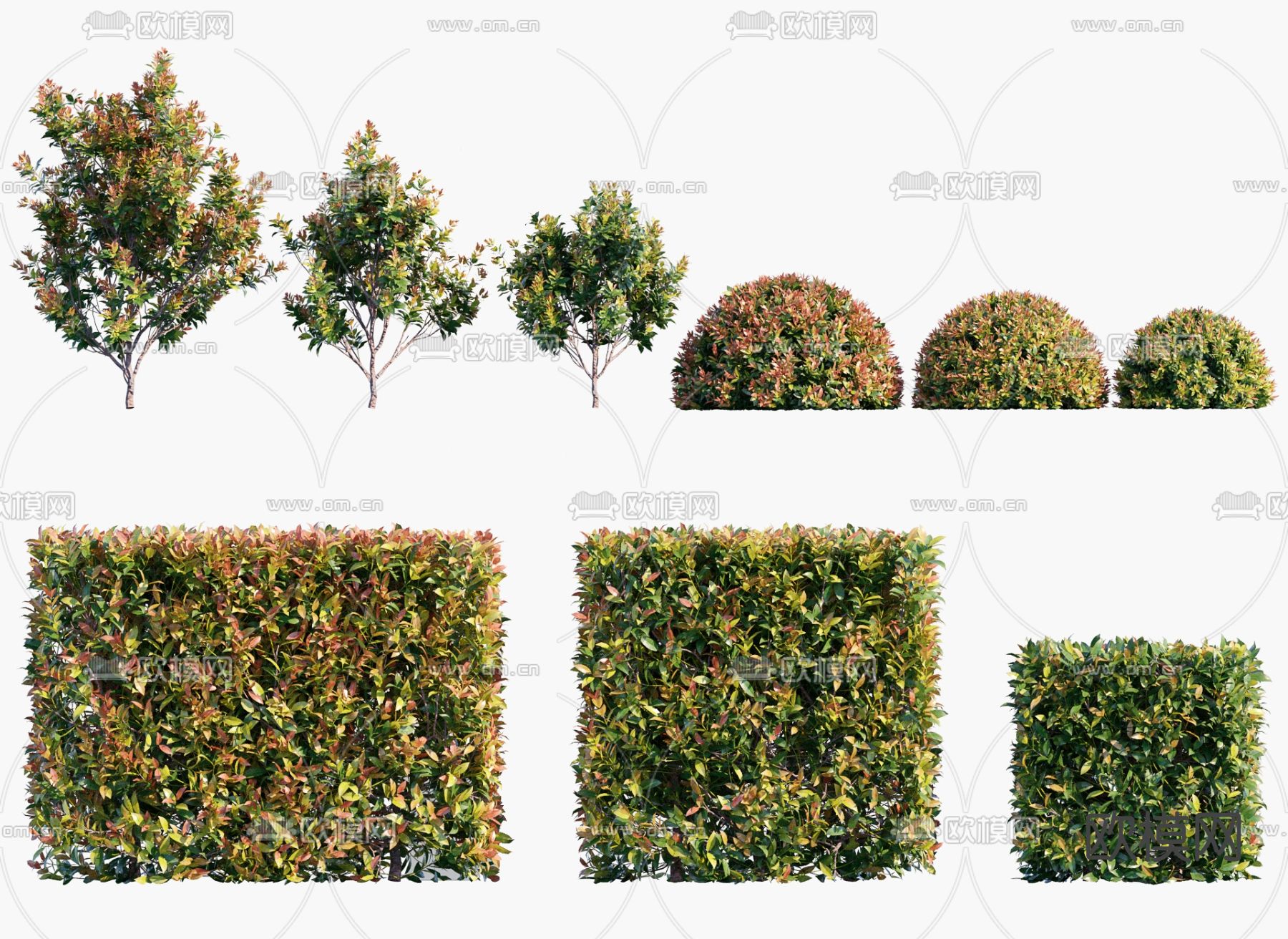 现代灌木红叶石楠3d模型下载（渲染图1）