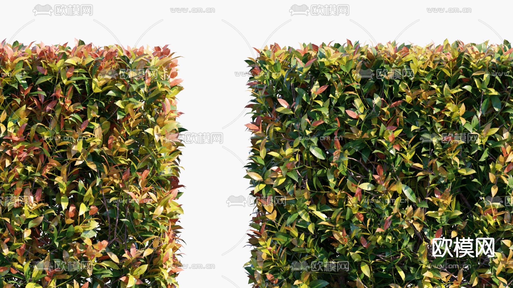 现代灌木红叶石楠3d模型下载（渲染图2）