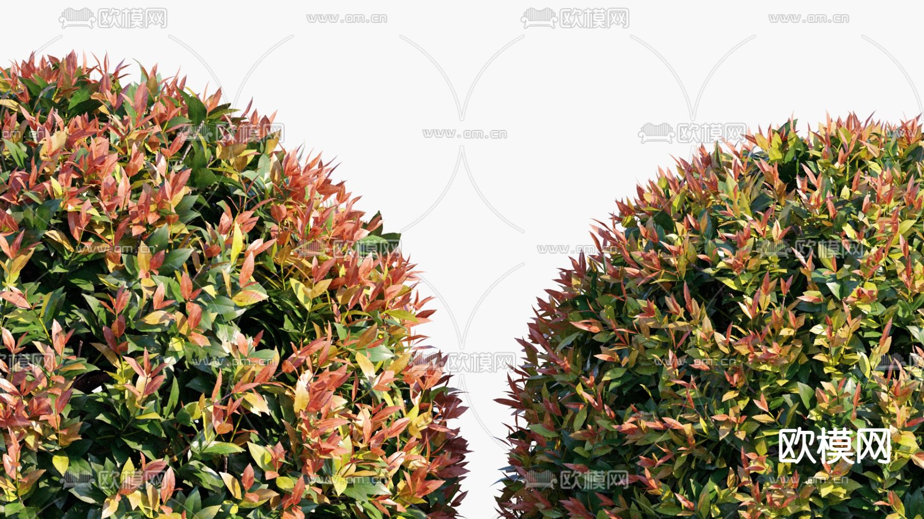 现代灌木红叶石楠3d模型下载（渲染图3）