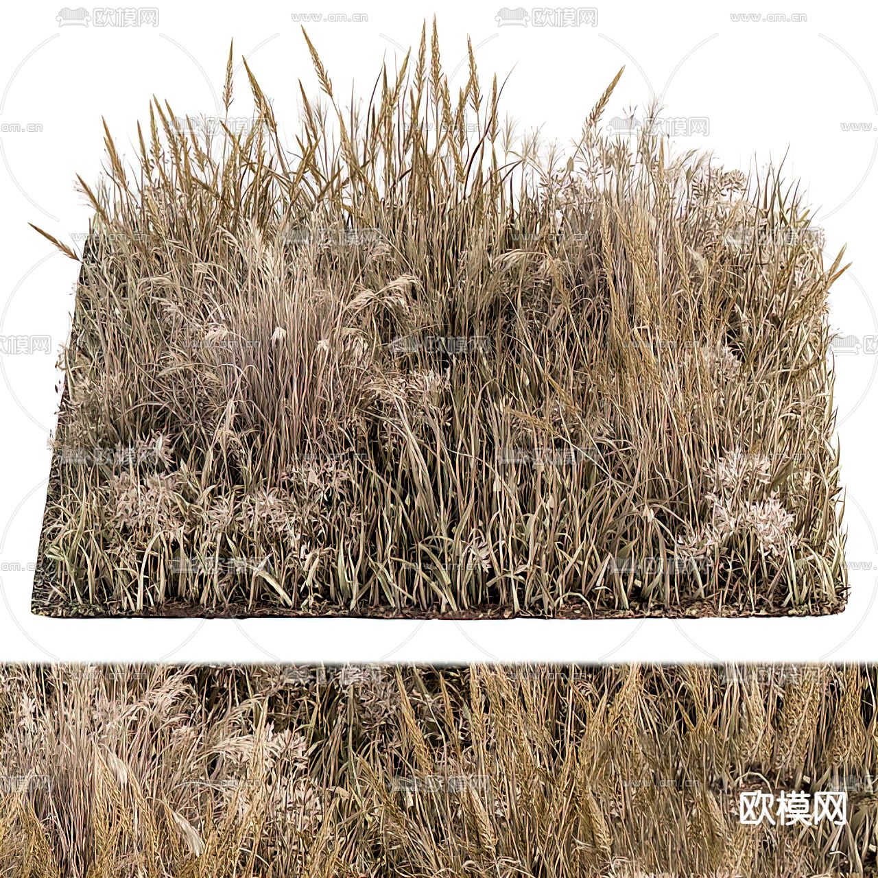 现代植物小麦3d模型